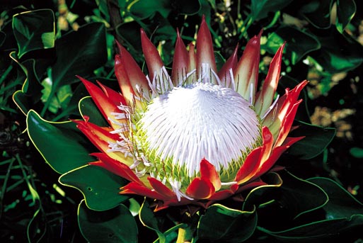 Protea/King