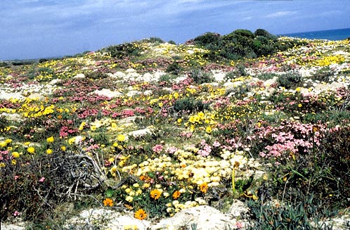 Wildflowers